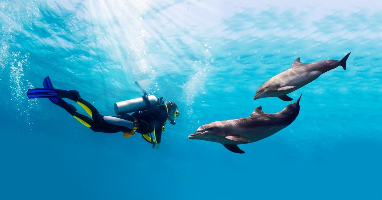 Дайвинг с дельфинами - 12 Фото 12 - Дайвинг с дельфинами