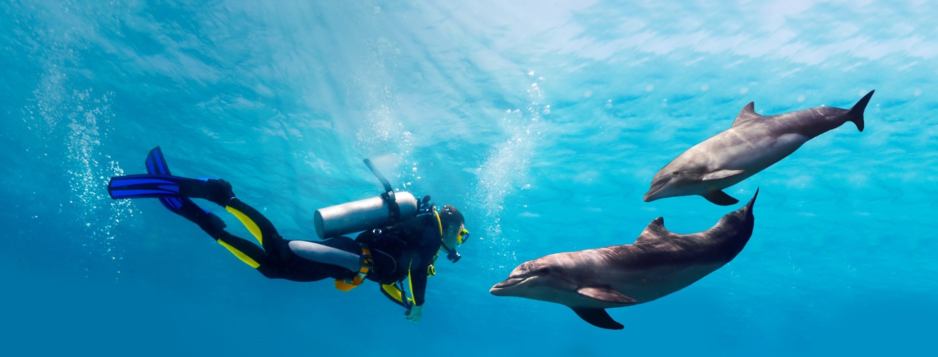 Фото 1 - Дайвинг с дельфинами