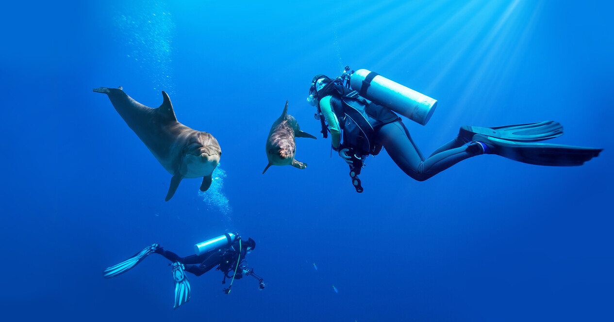 Дайвінг із дельфінами для двох - 12 Фото 12 - Дайвінг із дельфінами для двох