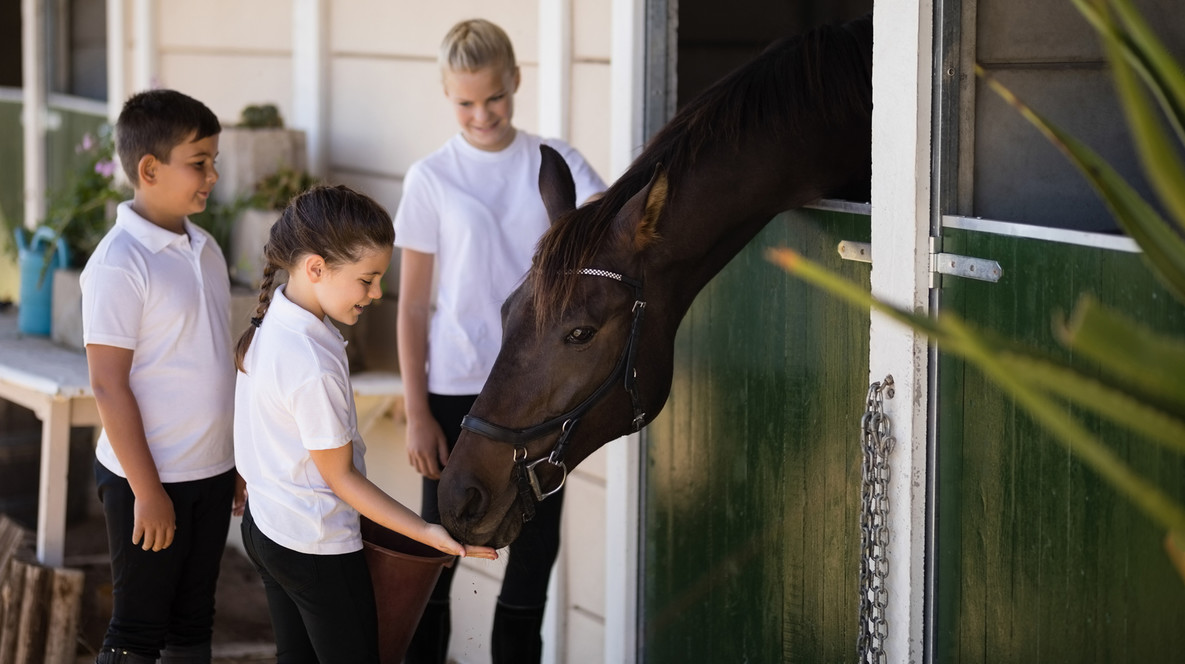 Екскурсія на стайню для компанії Подарунки на День святого Миколая дітям в Одесі - Екскурсія на стайню для компанії