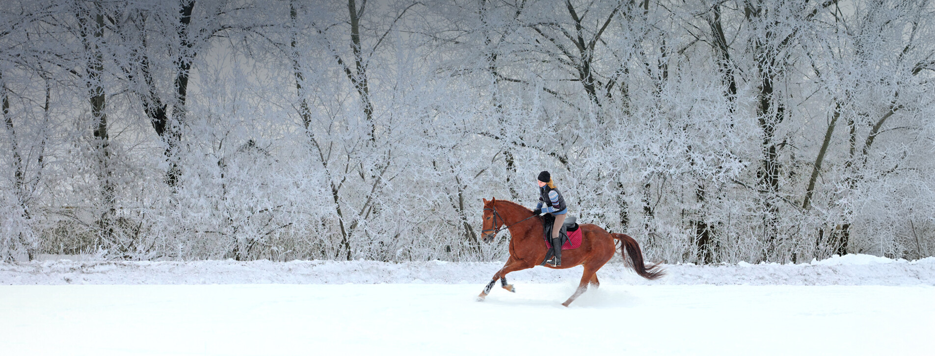 Фото 1 - Курс верхової їзди