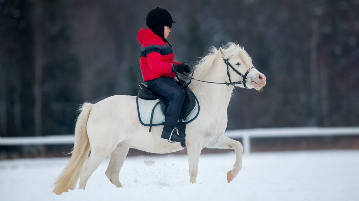 Курс верховой езды Куда пойти с ребенком в Харькове - Курс верховой езды