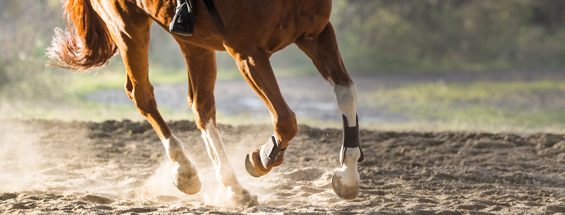Фото 1 - Курс верховой езды