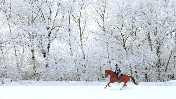 Курс верхової їзди Подарунки дівчині на 1 місяць стосунків в Одесі - Курс верхової їзди