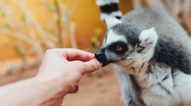Контактний зоопарк для двох Контактний зоопарк для двох