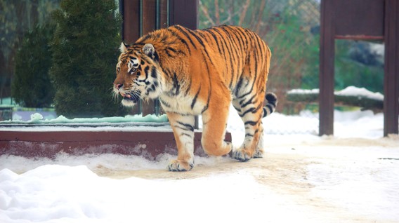 Зоопарк «12 місяців» для двох Зоопарк «12 місяців» для двох