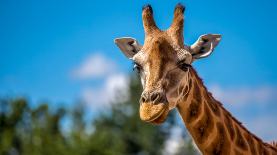 Зоопарк «12 місяців» для двох Подарунки хлопчику на 6 грудня - Зоопарк «12 місяців» для двох