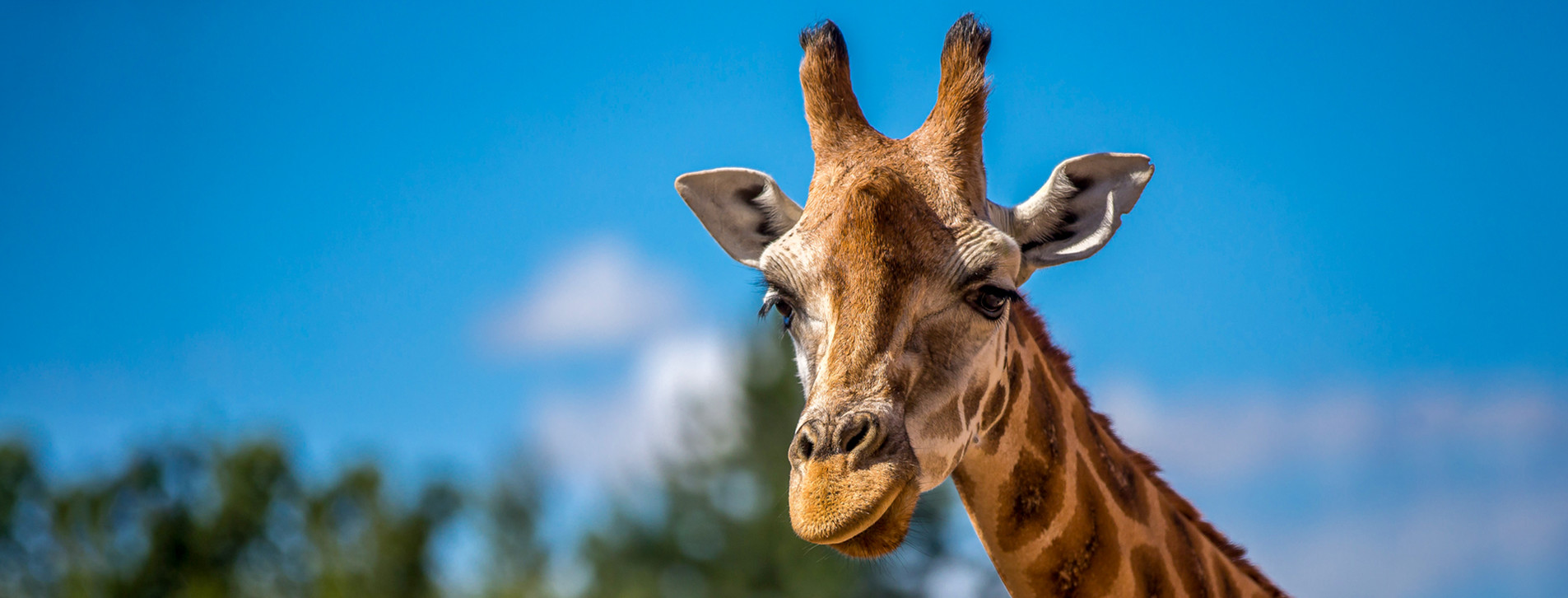 Фото 1 - Зоопарк «12 месяцев» для двоих