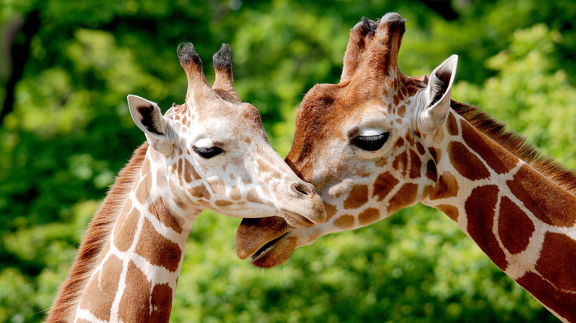 Зоопарк «12 месяцев» для компании Зоопарки - Зоопарк «12 месяцев» для компании