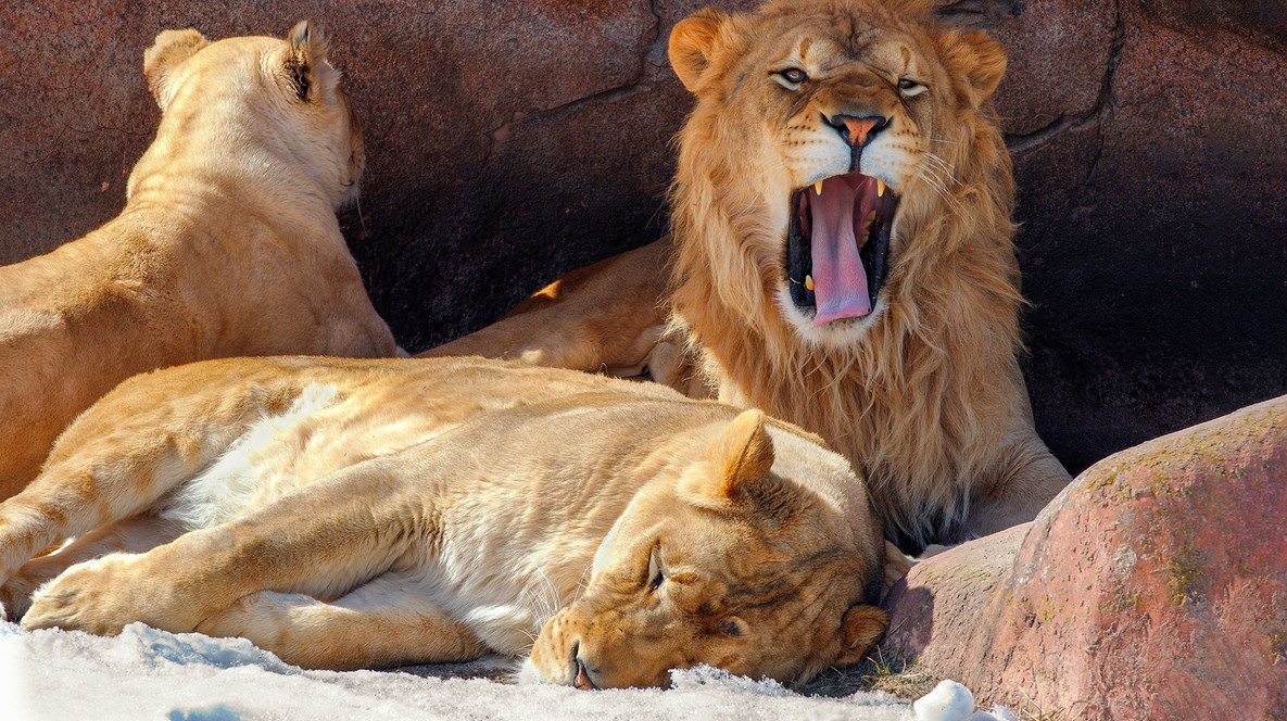 Зоопарк «12 месяцев» для компании Зоопарки - Зоопарк «12 месяцев» для компании