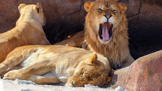 Зоопарк «12 місяців» для компанії Зоопарк «12 місяців» для компанії