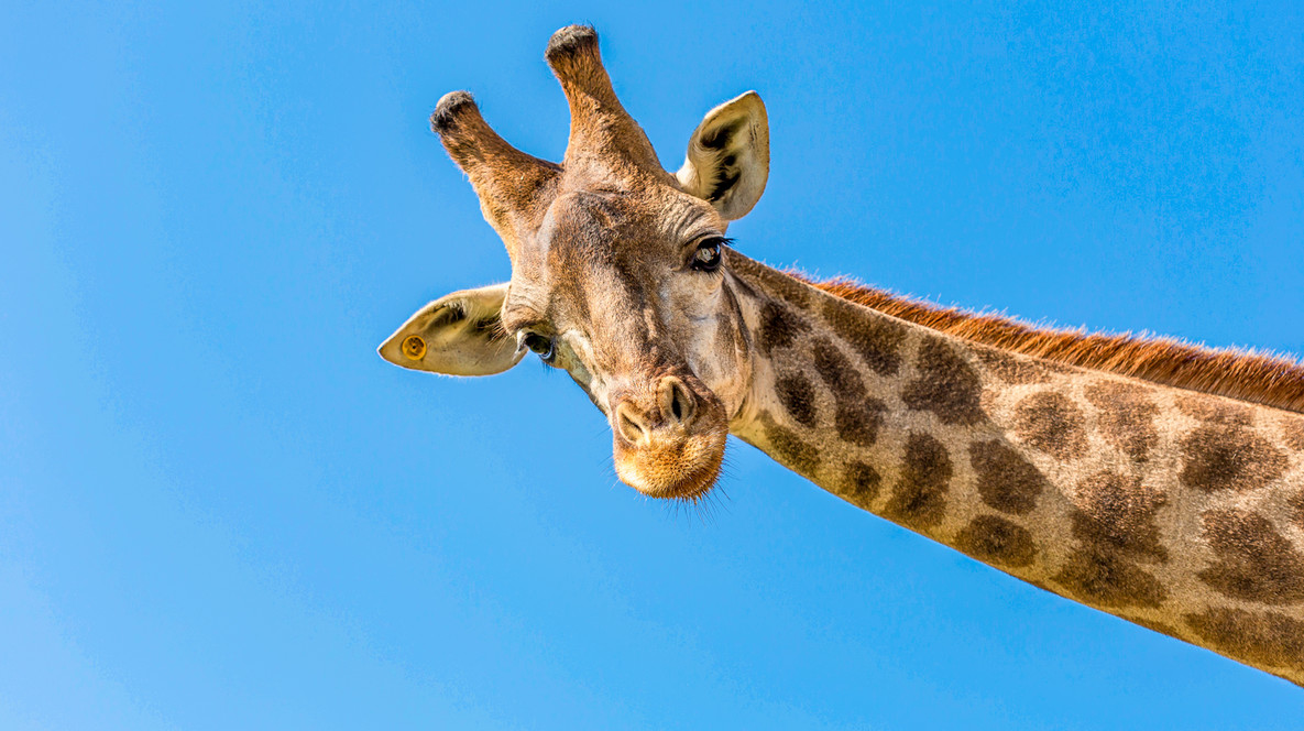 Зоопарк «12 місяців» для компанії Зоопарки - Зоопарк «12 місяців» для компанії