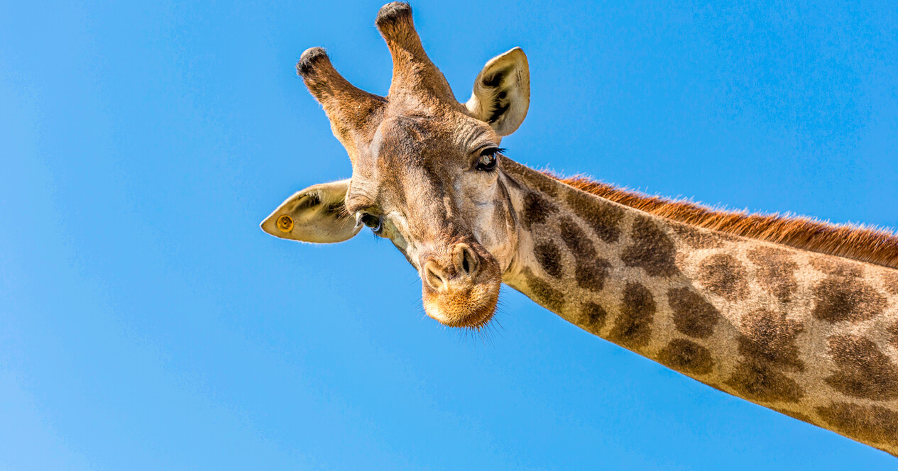 Зоопарк «12 місяців» для компанії - 10 Фото 10 - Зоопарк «12 місяців» для компанії