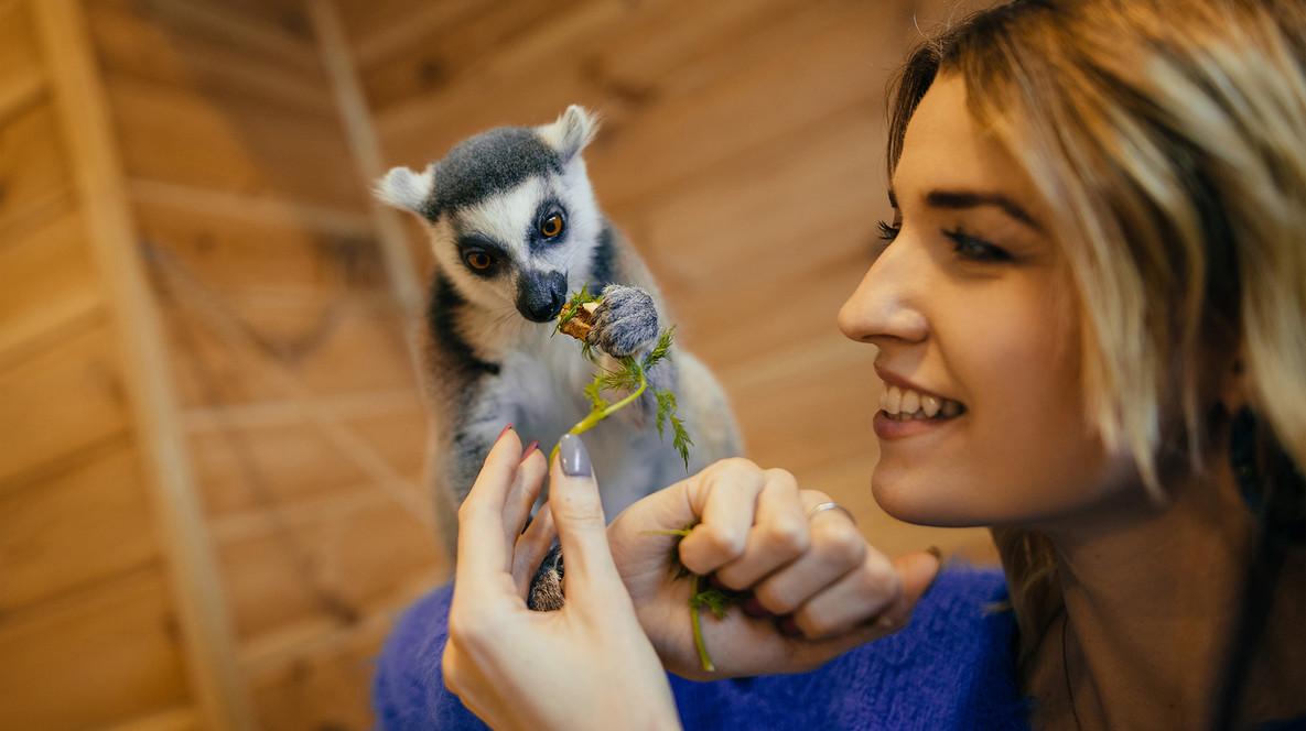 Контактний зоопарк для компанії Корпоративні подарунки на Новий Рік - Контактний зоопарк для компанії