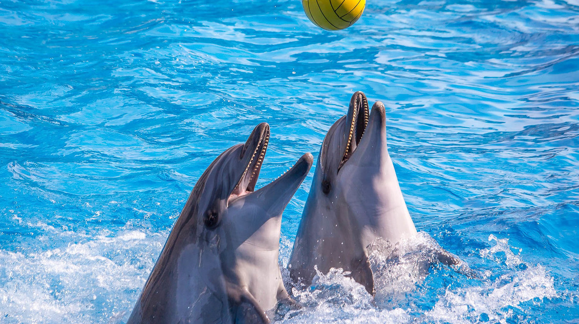 Дельфінарій НЕМО Подарунки овнам у Харкові - Дельфінарій НЕМО