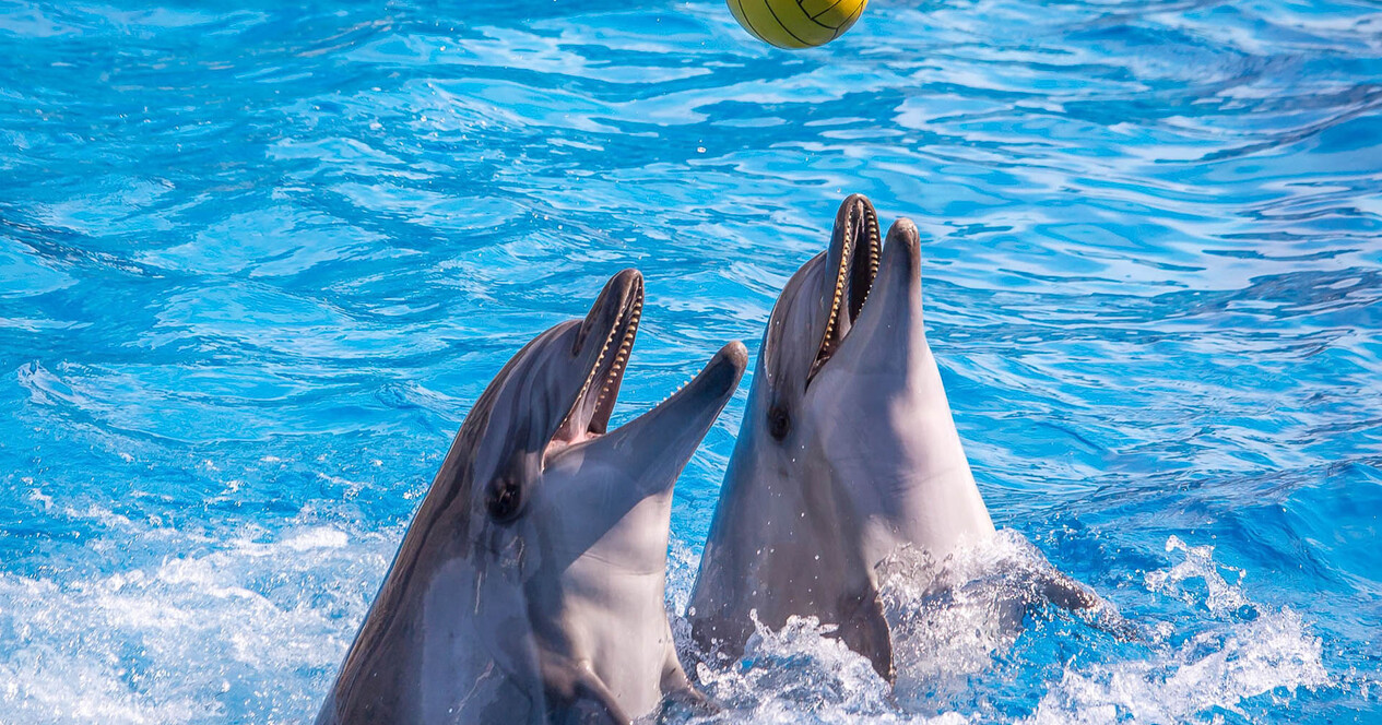 Дельфинарий НЕМО - 11 Фото 11 - Дельфинарий НЕМО