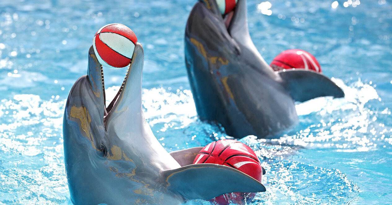 Дельфинарий НЕМО для двоих - 11 Фото 11 - Дельфинарий НЕМО для двоих