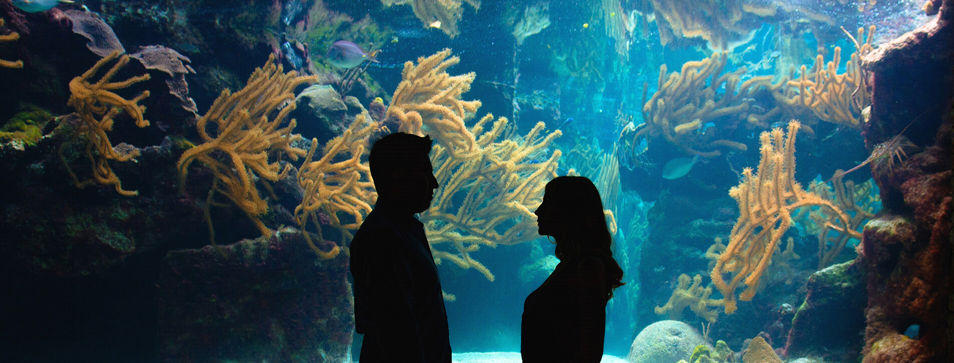 Фото 1 - Океанаріум для двох