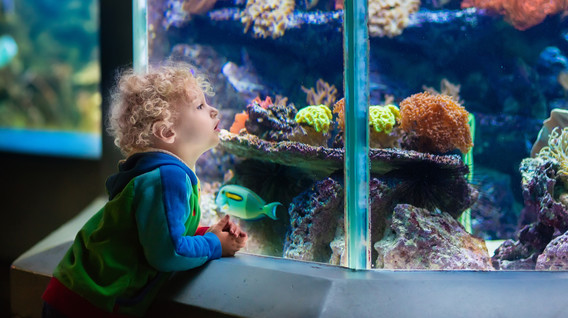 Океанаріум для компанії Подарунки хлопчику на 6 грудня в Одесі - Океанаріум для компанії