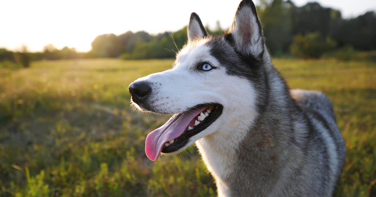 Экскурсия в Дом Хаски для компании - 12 Фото 12 - Экскурсия в Дом Хаски для компании