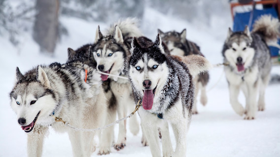 Екскурсія до Дому Хаскі для компанії Активний відпочинок для дітей - Екскурсія до Дому Хаскі для компанії