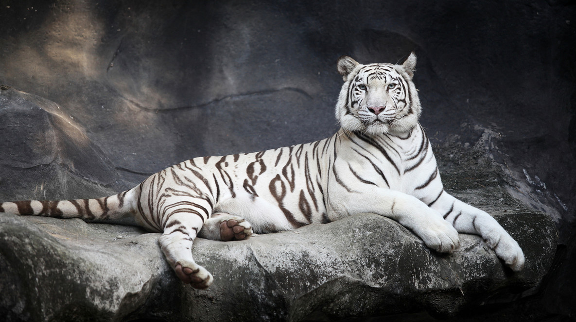 «БіоПарк» для двох Подарунки молодятам в Одесі - «БіоПарк» для двох