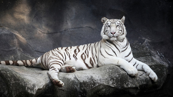 «БіоПарк» для двох «БіоПарк» для двох