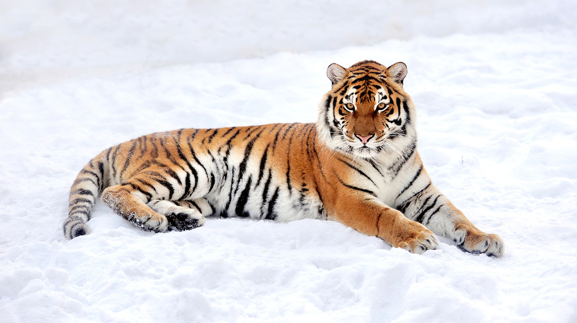 «БіоПарк» для компанії Подарунки на день янгола Володимира в Одесі - «БіоПарк» для компанії