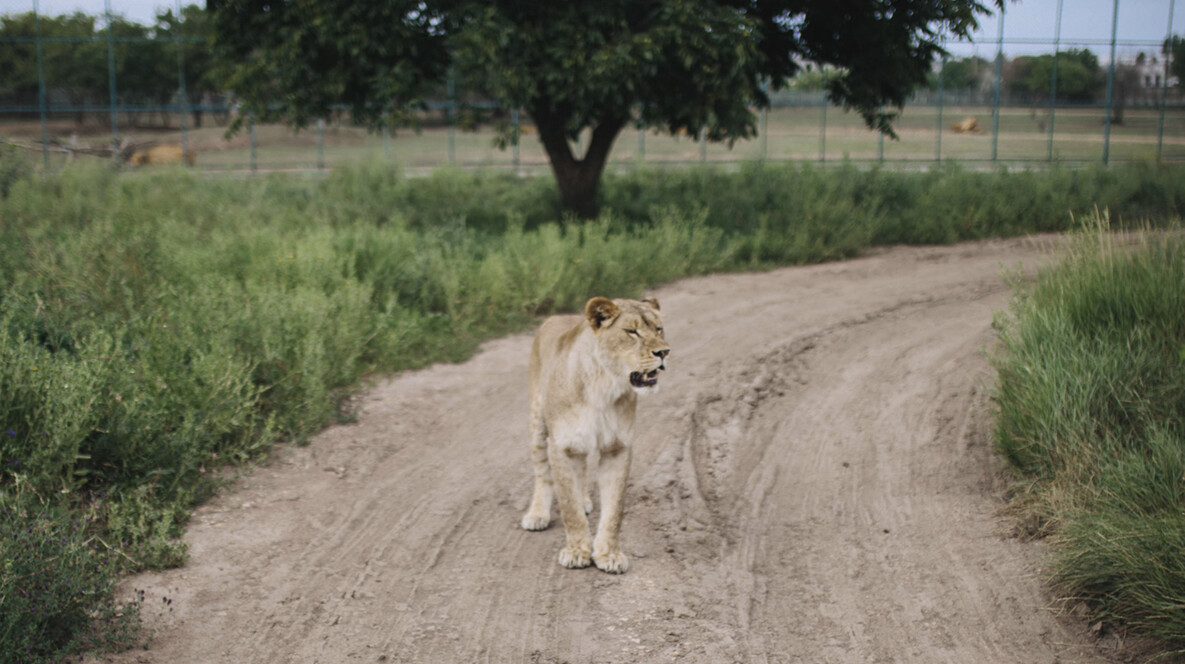 Сафарі у «БіоПарку» Де відсвяткувати День народження підлітка в Одесі - Сафарі у «БіоПарку»