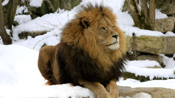 Сафарі у «БіоПарку» Сафарі у «БіоПарку»