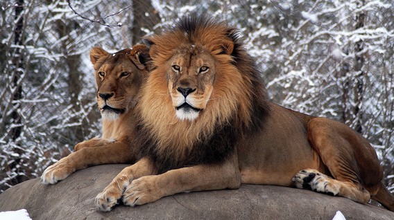 Сафарі у «БіоПарку» для двох Цікаві місця в Одесі - Сафарі у «БіоПарку» для двох