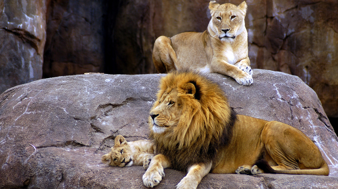 Сафарі у «БіоПарку» для компанії Сюрприз на Новий рік дружині в Одесі - Сафарі у «БіоПарку» для компанії