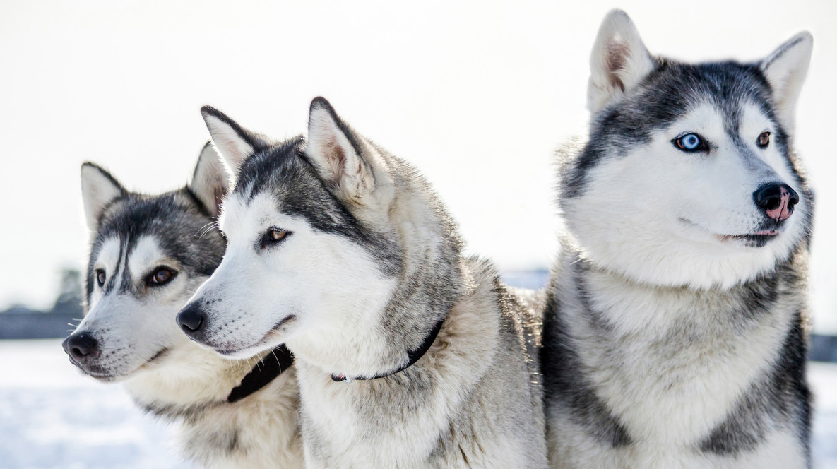 Екскурсія до Дому Хаскі для компанії Подарунки чоловіку на 32 роки - Екскурсія до Дому Хаскі для компанії