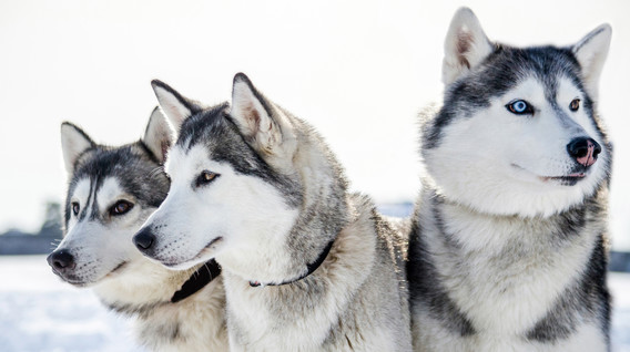 Екскурсія до Дому Хаскі для компанії Подарунки зятю на весілля - Екскурсія до Дому Хаскі для компанії