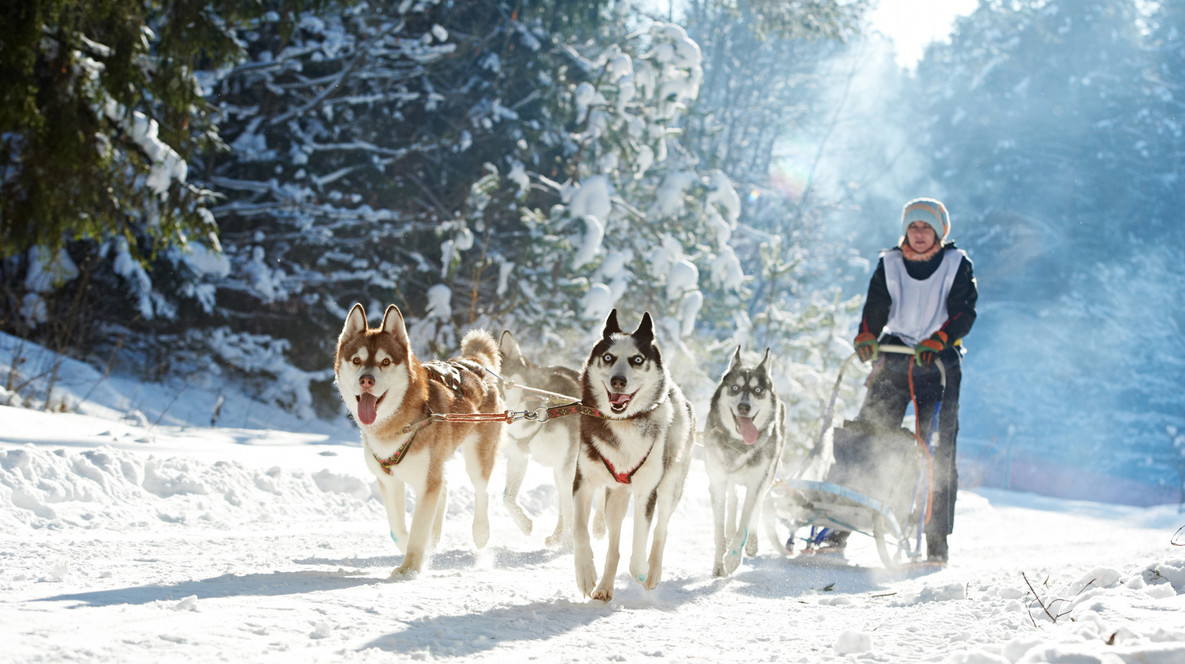 Вікенд у Домі Хаскі для двох Сюрприз на весілля чоловіку - Вікенд у Домі Хаскі для двох