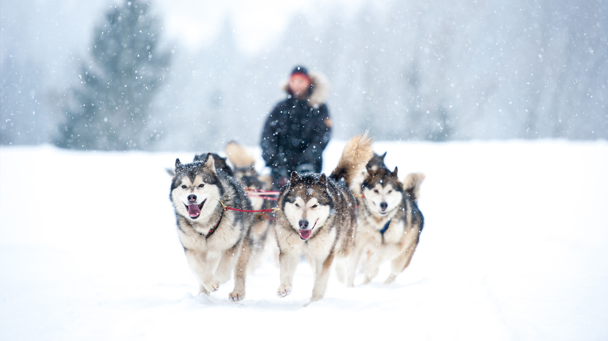 Вікенд у Домі Хаскі для двох Подарунки для йога - Вікенд у Домі Хаскі для двох