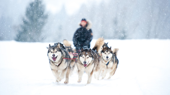 Вікенд у Домі Хаскі для двох Подарунки дружині на річницю весілля 2 роки - Вікенд у Домі Хаскі для двох