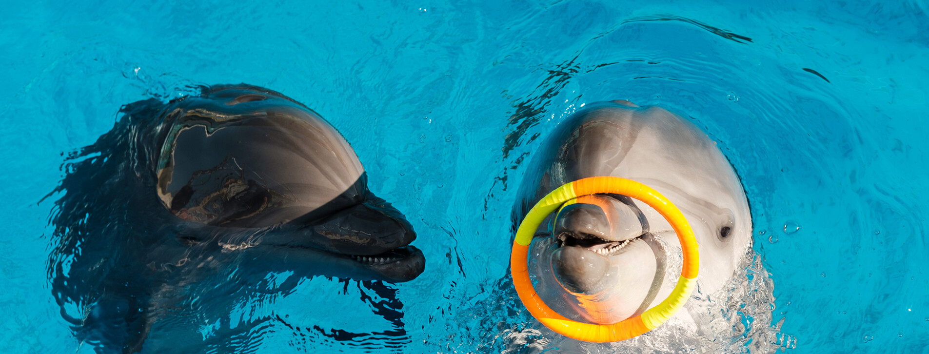 Фото 1 - Плавання з дельфінами для компанії