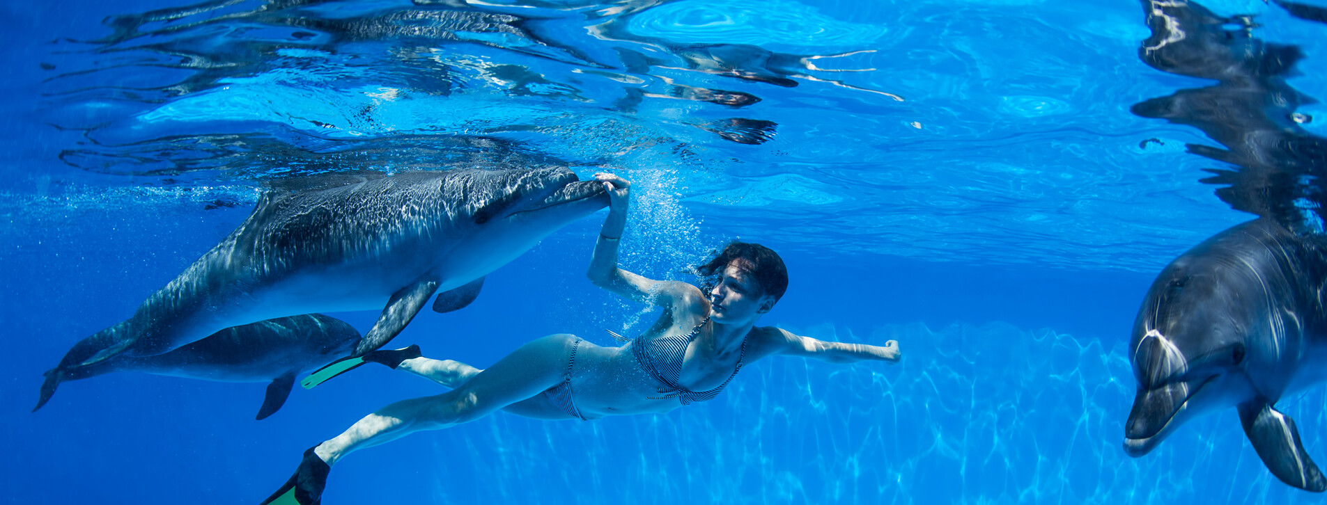 Фото 1 - Плавання з дельфінами для компанії