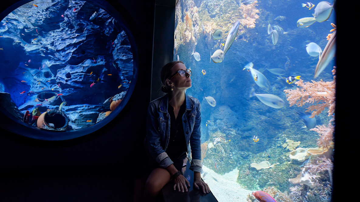 Океанаріум Подарунки дитині на 5 років у Львові - Океанаріум