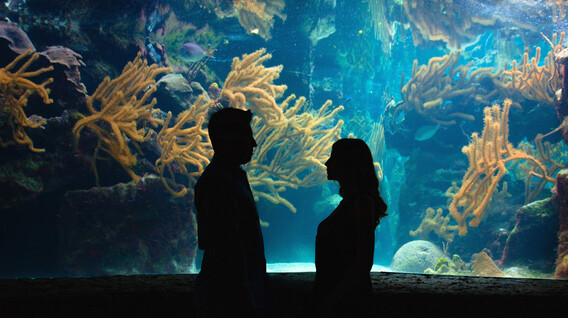 Океанаріум для двох Океанаріум для двох