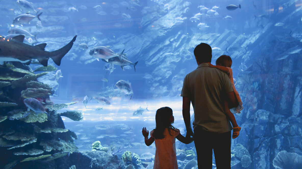 Океанаріум для компанії Подарунки для сім'ї на Новий рік у Львові - Океанаріум для компанії
