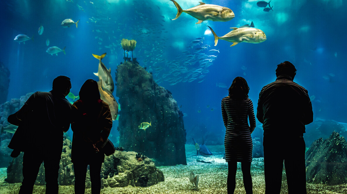 Океанаріум для компанії Подарунки літній жінці у Львові - Океанаріум для компанії