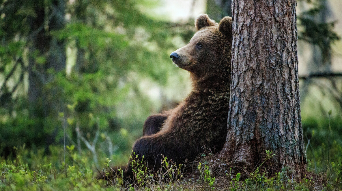 Індивідуальна екскурсія до ведмежого притулку для двох Подарунки дитині на день народження у Львові - Індивідуальна екскурсія до ведмежого притулку для двох