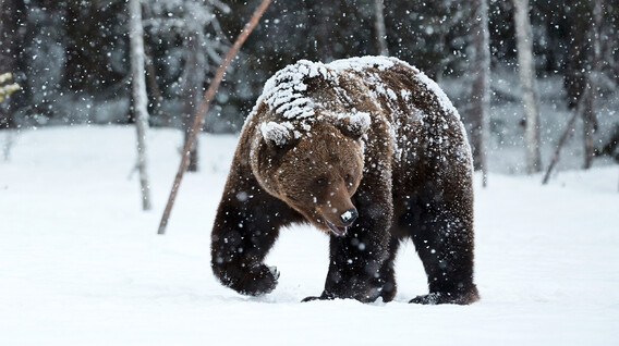Індивідуальна екскурсія до ведмежого притулку для двох Подарунки на 6 років весілля у Львові - Індивідуальна екскурсія до ведмежого притулку для двох