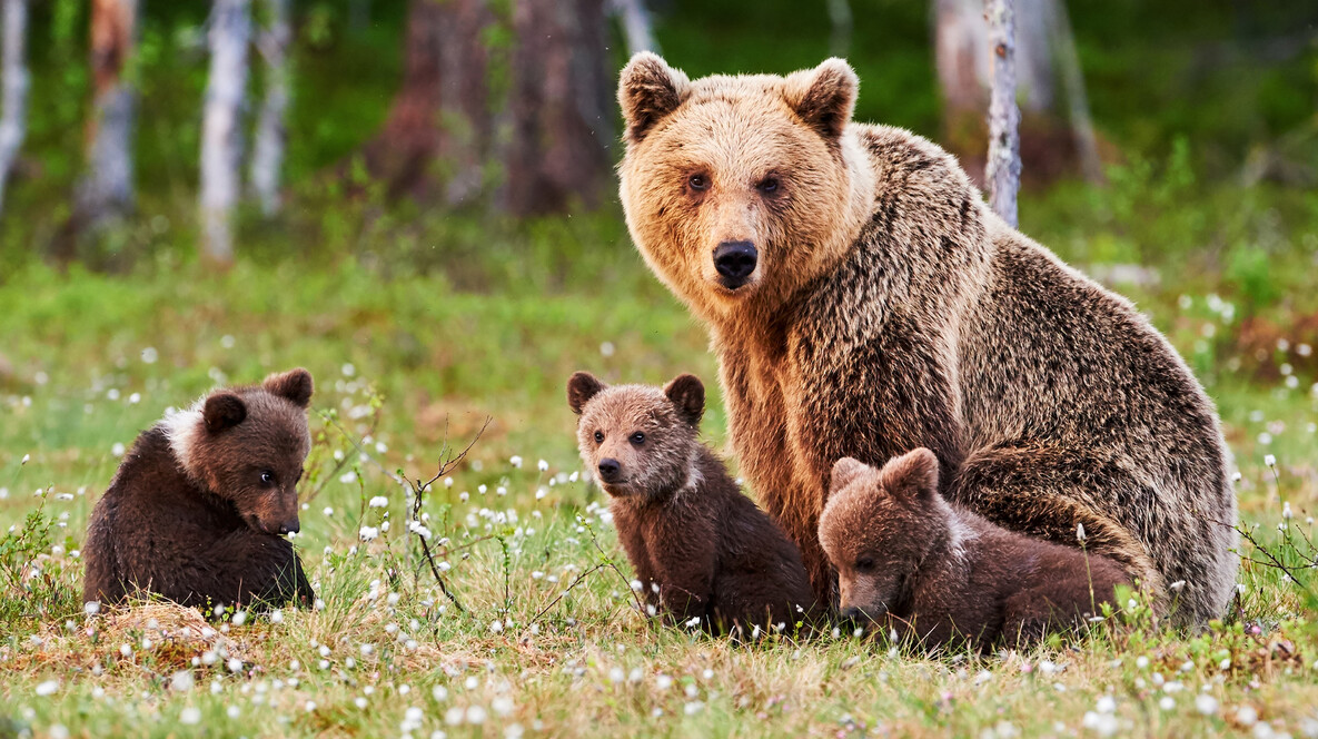 Индивидуальная экскурсия в медвежий приют для компании Зоопарки во Львове - Индивидуальная экскурсия в медвежий приют для компании
