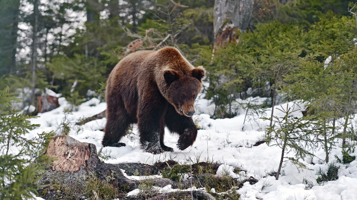 Индивидуальная экскурсия в медвежий приют для компании Зоопарки во Львове - Индивидуальная экскурсия в медвежий приют для компании