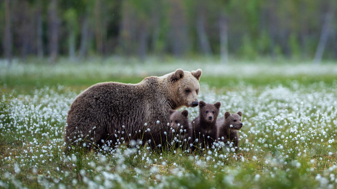 Індивідуальна екскурсія до ведмежого притулку для компанії Подарунки на новосілля друзям у Львові - Індивідуальна екскурсія до ведмежого притулку для компанії