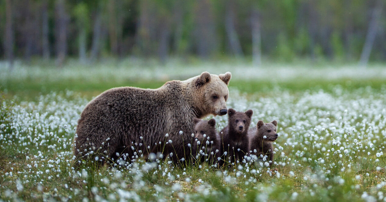 Индивидуальная экскурсия в медвежий приют для компании - 12 Фото 12 - Индивидуальная экскурсия в медвежий приют для компании