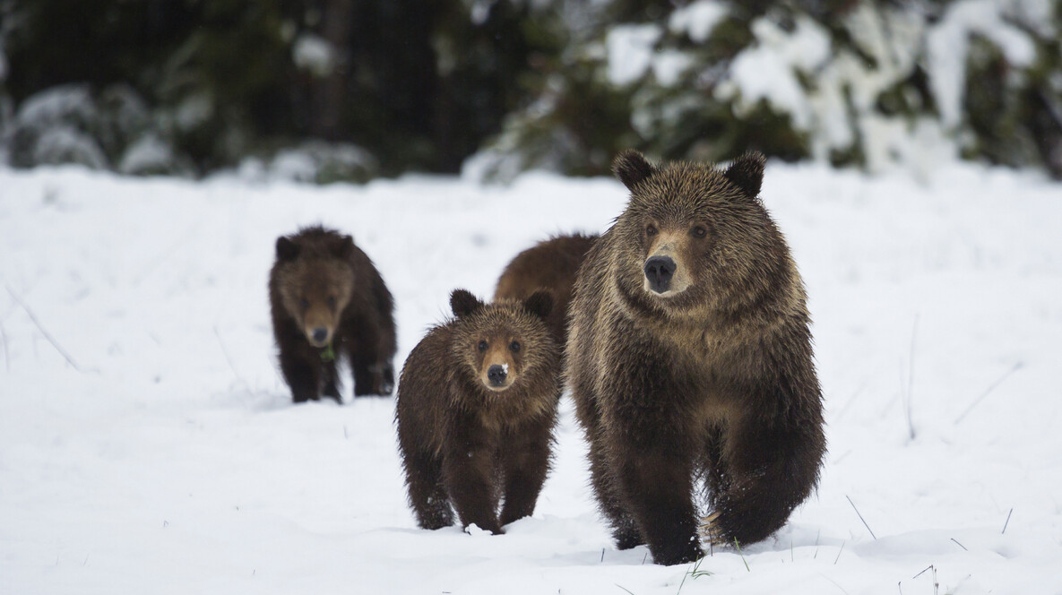 Індивідуальна екскурсія до ведмежого притулку для компанії Подарунки батькам на 35 років весілля у Львові - Індивідуальна екскурсія до ведмежого притулку для компанії